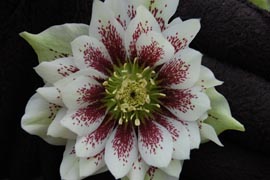 Helleborus�x hybridus `Winter Jewel Double Painted�